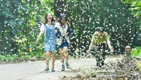 Butterfly Cuc Phuong National